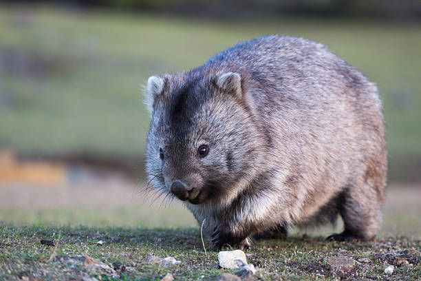 Wombat walking over grassland, eyes and claws visible A wombat (Vombatus ursinus) approaches on grass field, front view in natural background with eyes and claws visible.  wombat stock pictures, royalty-free photos & images