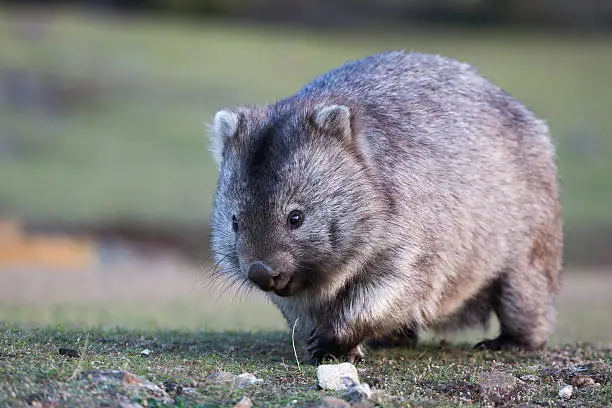 A wombat (Vombatus ursinus) approaches on grass field, front view in natural background with eyes and claws visible. 