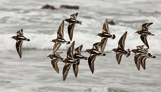 turnstones flying A group of turnstones flying on the beach, SW Spain charadriiformes stock pictures, royalty-free photos & images