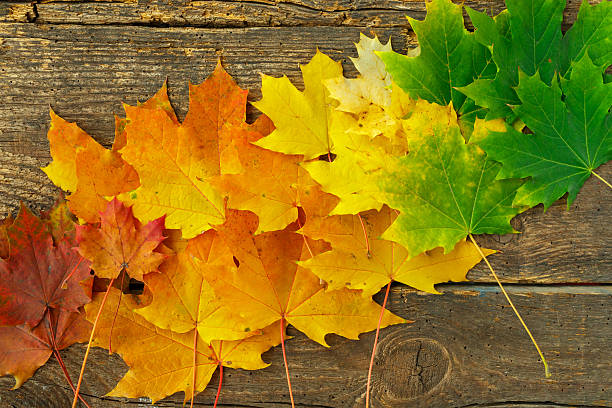 istock Red, yellow and green maple leaves on old wooden background 615519086