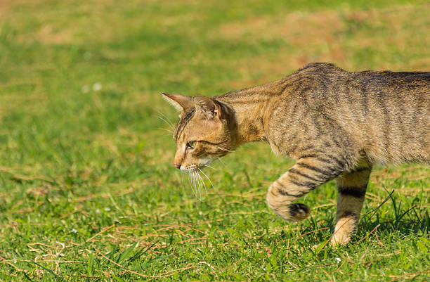 Beautiful striped cat is on the prowl in the afternoon. Beautiful cat on the prowl. prowling stock pictures, royalty-free photos & images