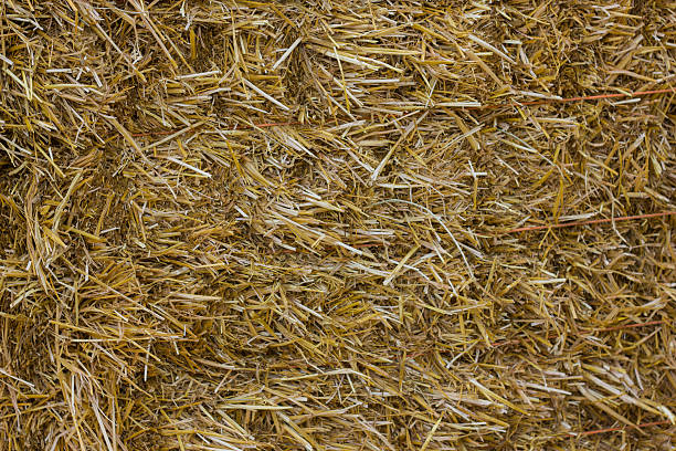 istock Close up of ground. Texture straw or hay 615519220