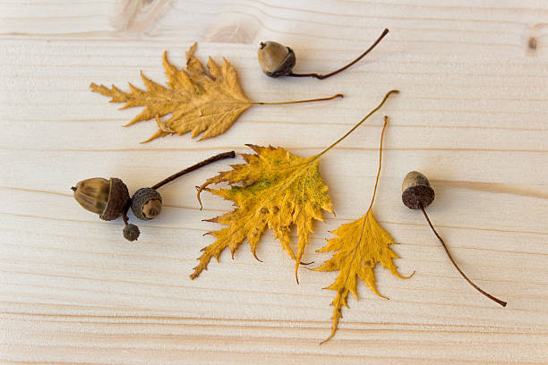 istock Autumn leaves on wooden board 615519736