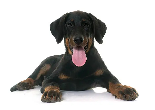 puppy beauceron in front of white background