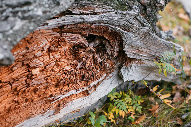 istock Old rough wood texture. Wooden . background. Tree . . Crack . . . Exotic . Nature . 615520766