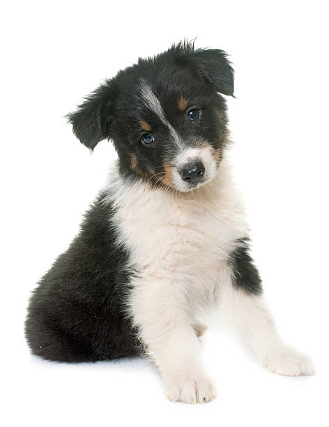 istock puppy australian shepherd in studio 615521162