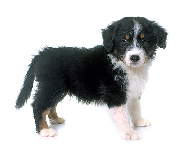 istock puppy australian shepherd in studio 615521350