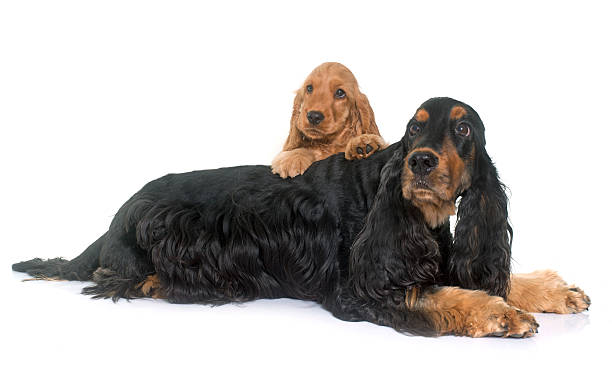 istock puppy and adult cocker spaniel 615521466