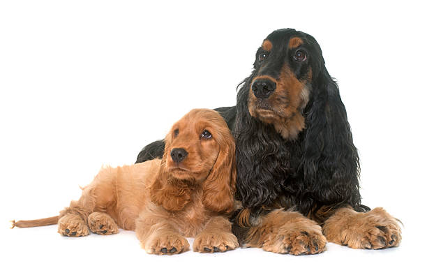 istock puppy and adult cocker spaniel 615521500