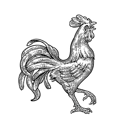 Rooster. Hand drawn in a graphic style. Vintage monochrome black vector engraving illustration for poster, web. Isolated on white background