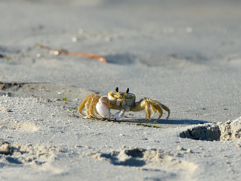 This Ghost Crab, Sand Crab if you want, sidles up to the camera, it must be blind, they usually scamper away rapidly