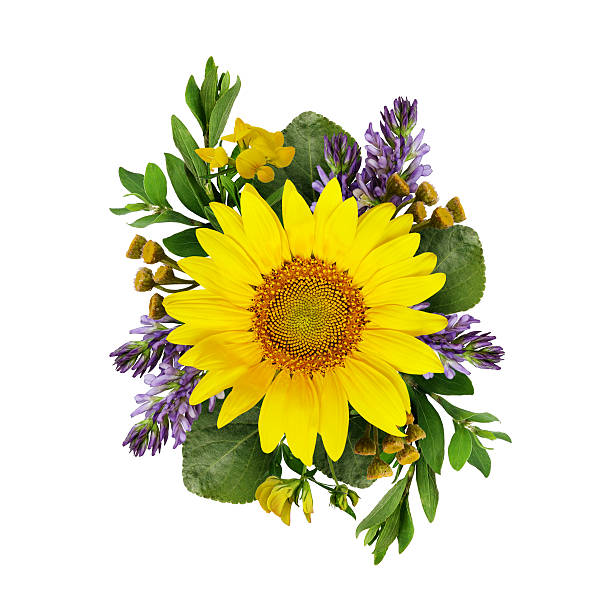 fleurs sauvages bouquet de tournesols et - flower head sunflower chrysanthemum single flower photos et images de collection