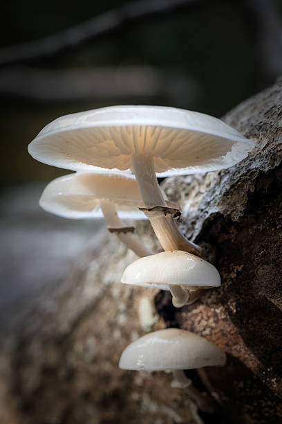 istock Porcelain fungus 615524038
