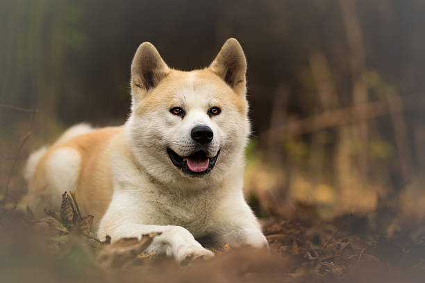 istock Akita Inu dog in forest 615524262
