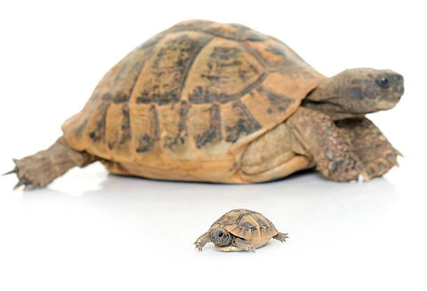 istock Hermanns Tortoise and baby turtles 615524720