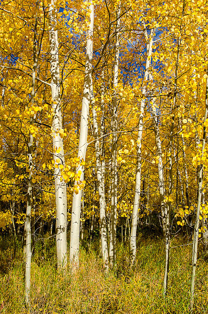 istock Background of Golden Aspens at Peak Color 615593746