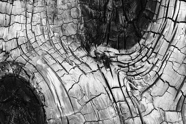 Charred Tree Bark Phloem Knots Charred Juniper tree bark and phloem surfaces create an unusual natural pattern around knots. juniper tree bark tree textured stock pictures, royalty-free photos & images