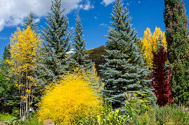 Maple, Cottonwood and Colorado Blue Spruce in the Rockies A maple and Cottonwood at peak Fall color grow in front of Colorado Blue Spruce evergreens creating a spectacular landscape which looks like a painting. Each Autumn, the Colorado Rocky Mountains create a dazzling and colorful display as the Maples, Cottonwoods and Aspens turn brilliant yellow and reds and glow against the evergreens. Taken in Vail, Colorado near the Gore River. Perfect image for any Fall project. picea pungens stock pictures, royalty-free photos & images