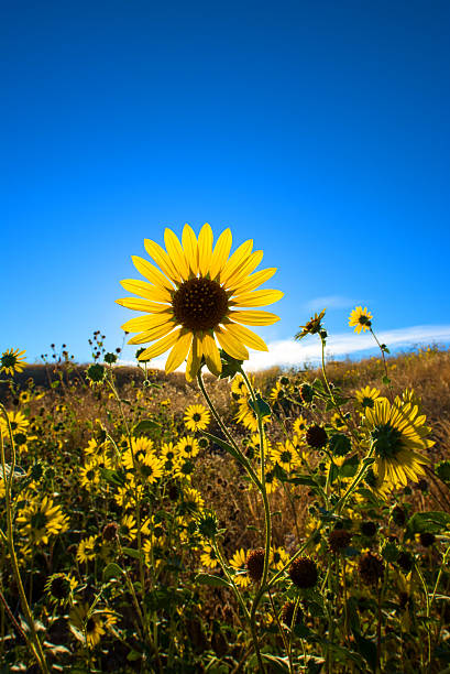 istock Large daisy flower field against blue sky 615596668