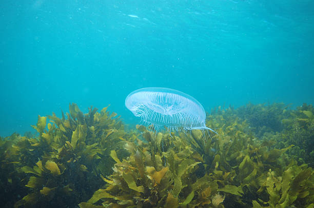 istock Jellyfish above kelp 615597898