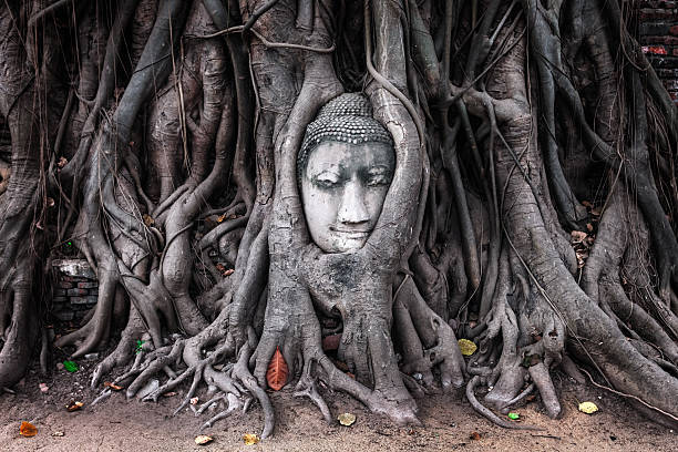 istock Head of Sandstone Buddha in Tree Roots, Ayutthaya 615598356