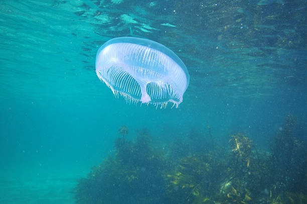 istock Jellyfish above kelp 615598606