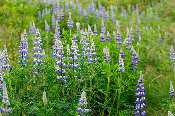 istock Wild Lupines in Iceland 615599094
