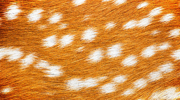 istock Close-up detail deer fur background. 615599210