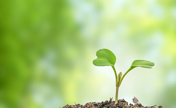 istock Flowering cabbage seedlings stay on green background 615599804
