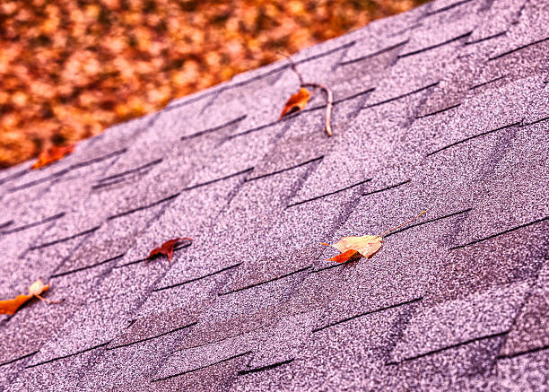 istock Autumn Sugar Maple Leaves Scattered on Asphalt Shingle Roof 615599850