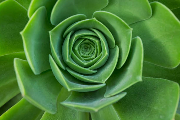 istock Beautiful echeveria plant 615600034