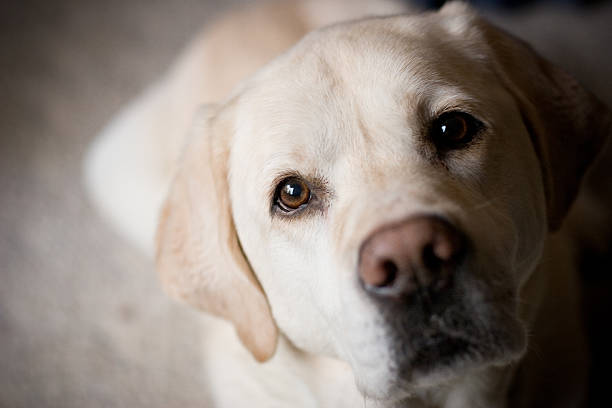 blonde labrador retriever regardant la salle de la caméra pour la copie - retriever du labrador photos et images de collection