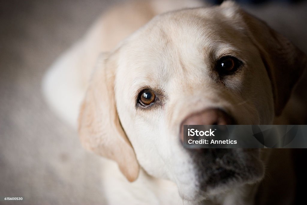 Blonde Labrador Retriever Looking at Camera Room for Copy Side lighting on blonde labrador retriever looks at camera from an indoor home setting.  Suggests waiting, longing, paying attention, lonely, training.  Room for copy on side neutral background. Dog Stock Photo