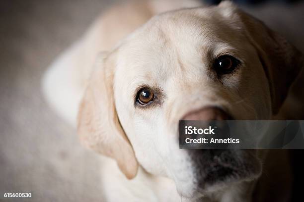 Blonde Labrador Retriever Looking At Camera Room For Copy Stock Photo - Download Image Now