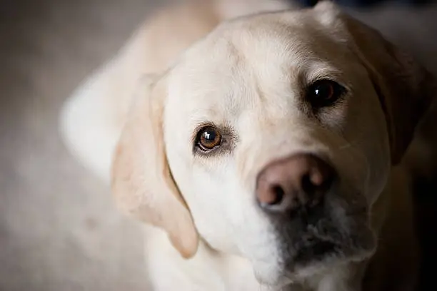 Photo of Blonde Labrador Retriever Looking at Camera Room for Copy