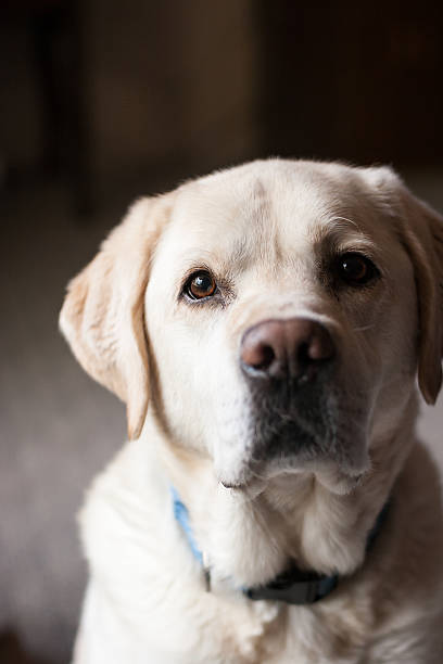 istock Blonde Labrador Retriever Looking at Camera Room for Copy 615600566