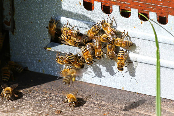 istock Honeybees going in and out of a beehive 615600844