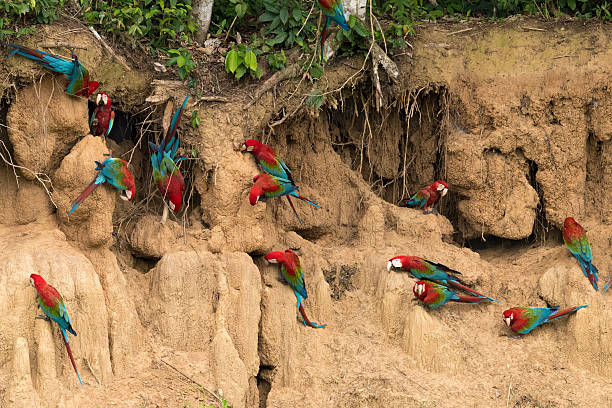 istock Red-and-Green Macaws at a Clay Lick 615601674