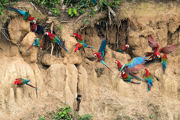 istock Red-and-Green Macaws Flying into a Clay Lick 615602054