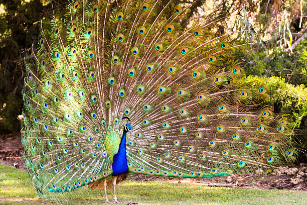istock Beautiful peacock showing its feathers 615603218