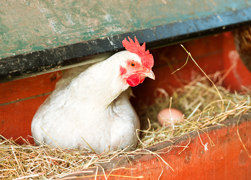An organically raised free-range white hen, lying on straw in a rustic chicken coop to lay eggs, next to a freshly laid egg in the straw.