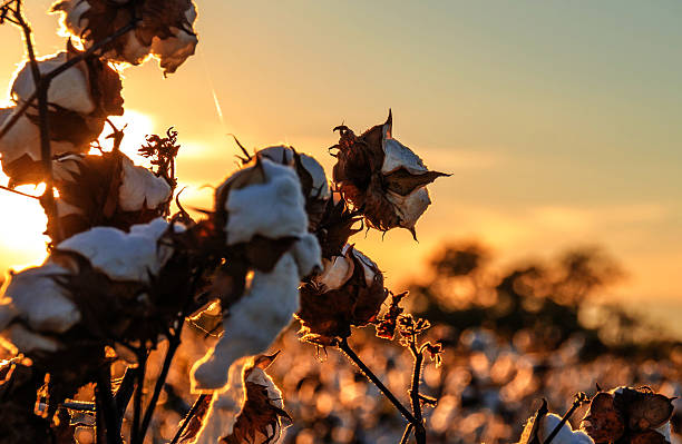 хлопковые поле  - cotton grass стоковые фото и изображения