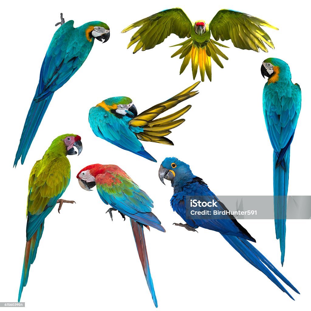 Set of beautiful macaw birds, Beautiful macaw Set of beautiful macaw birds, Beautiful macaw , birds macaw isolated on white background Animal Stock Photo