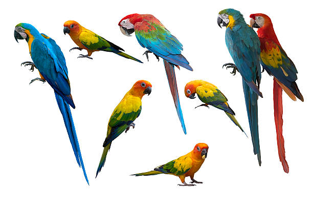 istock Set of beautiful macaw birds and sun conure 615604266