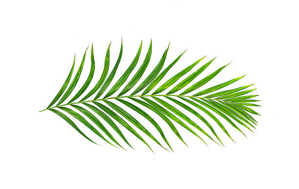 istock Green leaves of palm tree isolated on white background 615604590
