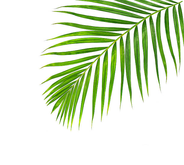 istock Green leaves of palm tree isolated on white background 615604596