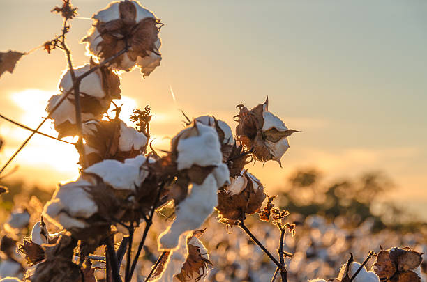 면 필드  - cotton 뉴스 사진 이미지