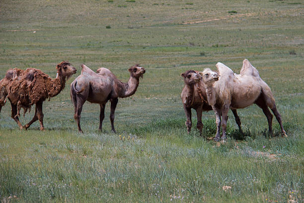 istock Mongolia: Bactrian Camels in the Middle Gobi 615605350