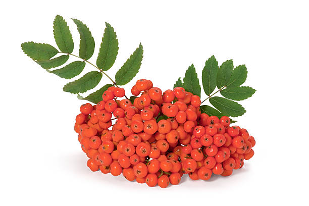 istock Red rowan berries on a twig with leaves isolated on white 615607454