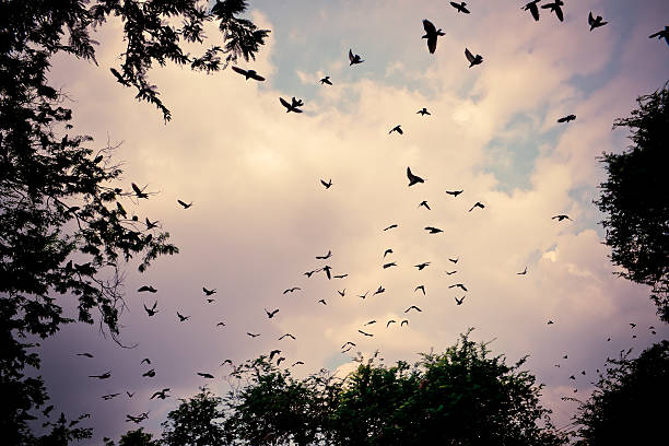 istock bird flying in the sky 615607598